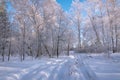 Forest snow hoarfrost birch road winter Royalty Free Stock Photo
