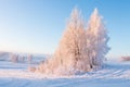 Amazing winter morning landscape in frosty tree Royalty Free Stock Photo