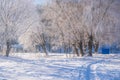 Amazing winter scenery with bare trees covered by frost on snowy meadow Royalty Free Stock Photo