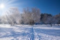 Amazing winter scenery with bare trees covered by frost on snowy meadow under blue sky