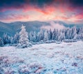 Amazing winter sunrise in Carpathian mountains with snow cowered