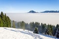 Amazing winter view to snowy Mountains above inversion fog clouds with forest trees. Early morning sunrise view from