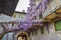 Amazing wisteria pergola in the streets of the old walled town of Soave
