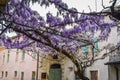 Amazing wisteria pergola in the streets of the old walled town of Soave