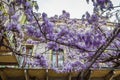 Amazing wisteria pergola in the streets of the old walled town of Soave