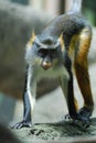 Amazing Wolf`s Guenon Monkey Face Up Close