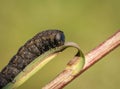 Amazing black and brown figured caterpillar eating a leaf on green spring meadow