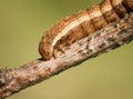 Amazing brown figured caterpillar eating a leaf on green spring meadow