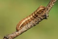 Amazing brown figured caterpillar on green spring meadow