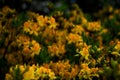 Azaleas at Botalical Garden