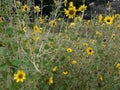 Amazing yellow colour flowers nature garden Royalty Free Stock Photo