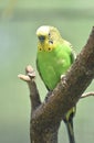 Amazing Yellow and Green Shell Parakeet Perched in a Tree Royalty Free Stock Photo