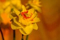 Amazing yellow huge bright daffodils in sunlight