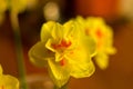 Amazing yellow huge bright daffodils in sunlight