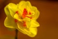 Amazing yellow huge bright daffodils in sunlight