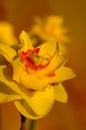 Amazing yellow huge bright daffodils in sunlight