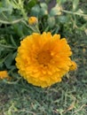 A amazing yellow Marigold flower