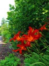 Amazing yellow and orange flowers with star shape