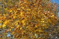 Amazing Yellow Red Autumn Maple Leaves