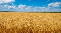 amazing yellow wheat field with nice blue sky Royalty Free Stock Photo