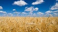 amazing yellow wheat field with nice blue sky in high resolution Royalty Free Stock Photo