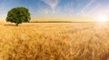 amazing yellow wheat field with nice blue sky in high resolution and sharpness Royalty Free Stock Photo