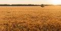 amazing yellow wheat field with a sunset Royalty Free Stock Photo