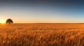 amazing yellow wheat field with a sunset in the background