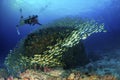 Amazing young scuba diver with fish underwater.