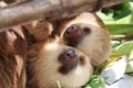 Young Sloth in Costa Rica