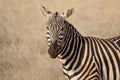 Amazing Zebra portrait. Tsavo west national park. Kenya. Africa Royalty Free Stock Photo