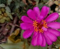 Zinnia elegans is plants of the genus Zinnia, flower, leaf, macro, closeup