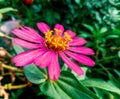 Zinnia elegans is plants of the genus Zinnia, flower, leaf, macro, closeup