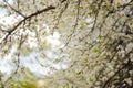 Blossoming tree in spring on rural area Royalty Free Stock Photo