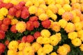 Amazingly beautiful background image of Fall flowers in orange and yellow colors in Autumn garden