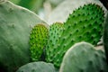 Big succulent cactus leaves on the blurred background Royalty Free Stock Photo