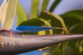 Amazingly beautiful blue unique tropical palm flower. Wonders of nature and adaptation to living and growing conditions