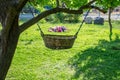 Amazingly beautiful garden with flowers and trees