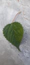 Amazingly beautiful green leafes