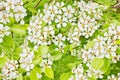 amazingly beautiful many tree branches white flowers