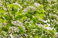 amazingly beautiful many tree branches white flowers