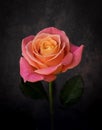 Amazingly beautiful, orange with a rose with a yellow middle on a dark background Royalty Free Stock Photo