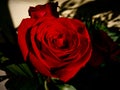 Amazing Red Rose artistic closeup