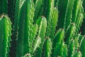 Amazingly beautiful San Pedro Cactus in the wildlife