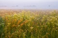 Amazingly beautiful sunrise over Lake, foggy Royalty Free Stock Photo