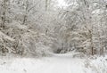 Amazingly beautiful winter day in the woods