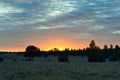 Glowing sunset in the forest of northern arizona