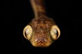 Amazon Basin Blunt-headed Tree Snake (Imantodes lentiferus) Royalty Free Stock Photo