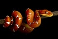 Amazon Basin emerald tree boa (Corallus batesii)