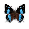 The Amazon beauty butterfly with black and blue wings from Amazonian forest from Brazil